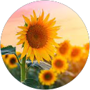 ka S. profile picture